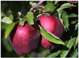 Red Delicious Apple Tree - Healthy Fruit  - Dwarf Tree - Bare Root  -  2-4 ft. image 1