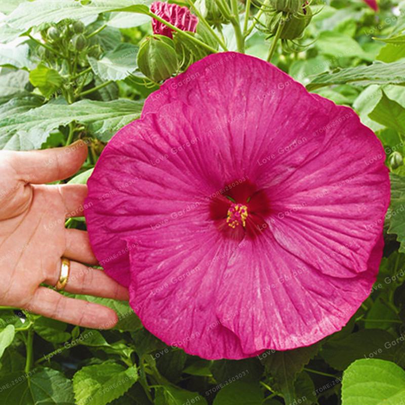 100 Pcs/Bag Hibiscus Moscheutos Giant Hibiscus Flower 100 Pcs/Bag Hibiscus Moscheutos Giant Hibiscus Flower