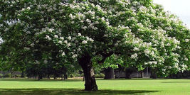 Catalpa tree qt. pot image 4