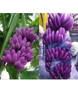 “ 100 PCS Dwarf Banana Seeds - Purple Skin GIM ” - $15.18