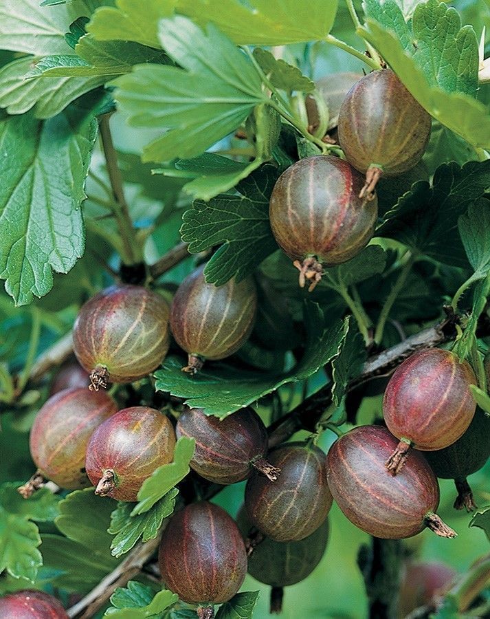 Pixwell GOOSEBERRY ~ Fruit Bush~ SEEDS - Fruit Seeds