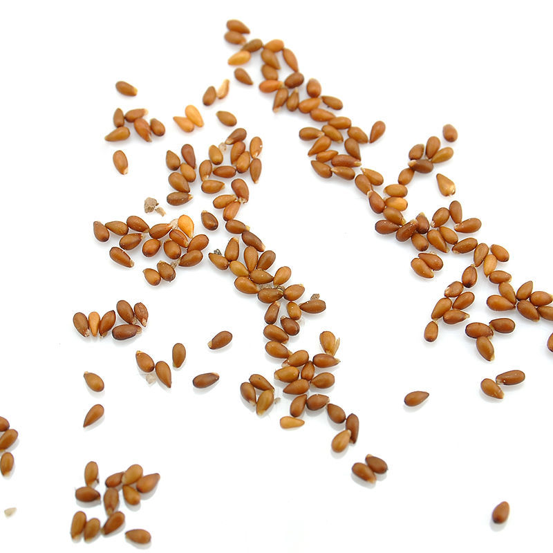 100pcs Rare Blue Evening Primrose Seeds Easy to Plant Garden Decor