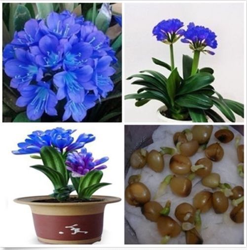 2 Seeds Real Blue Sky Gorgeous Clivia flower seeds Kaffir Lily CLIVIA