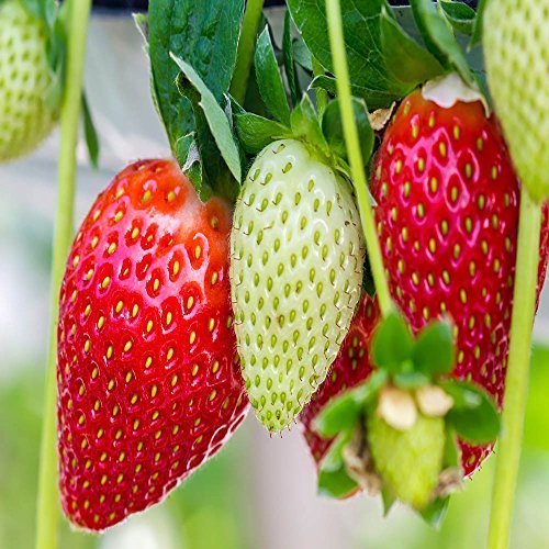 Ozark Everbearing 100 Live Strawberry Plants, NON GMO,