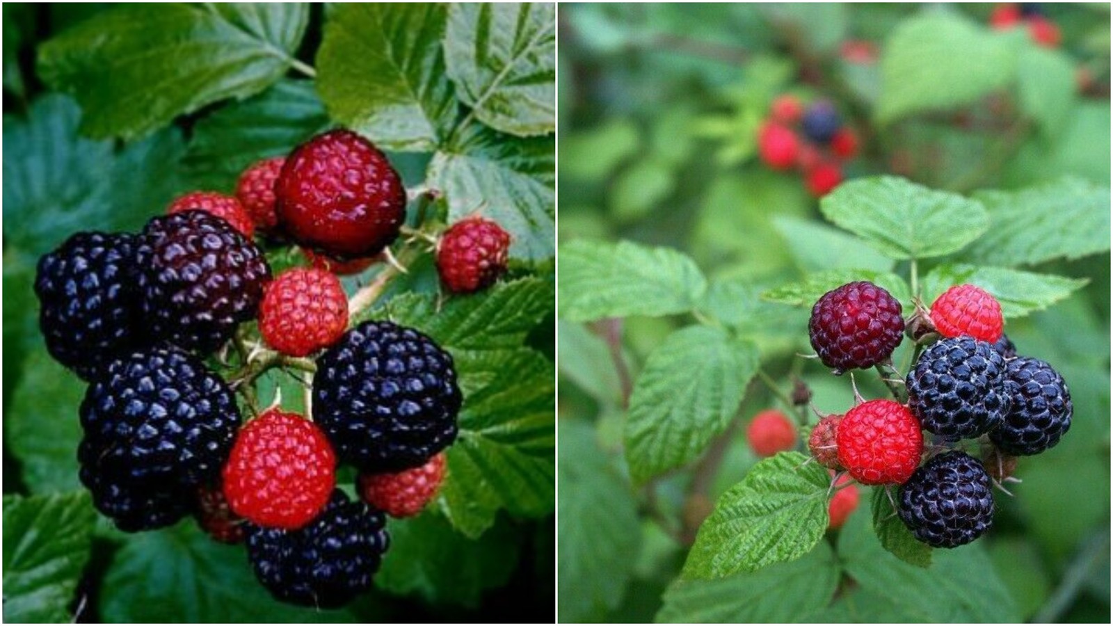 2 BLACK HAWK Live Raspberry Plants 12 yr Old Pruned & Ready for