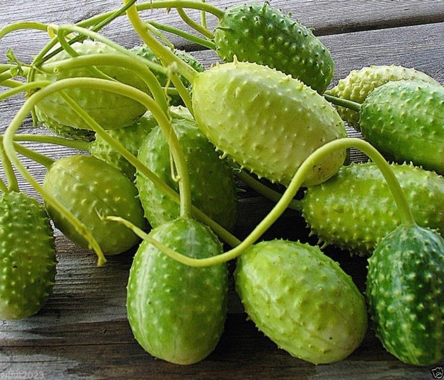 West Indian Gherkin (Cucumis anguria) also known as burr cucumber,500