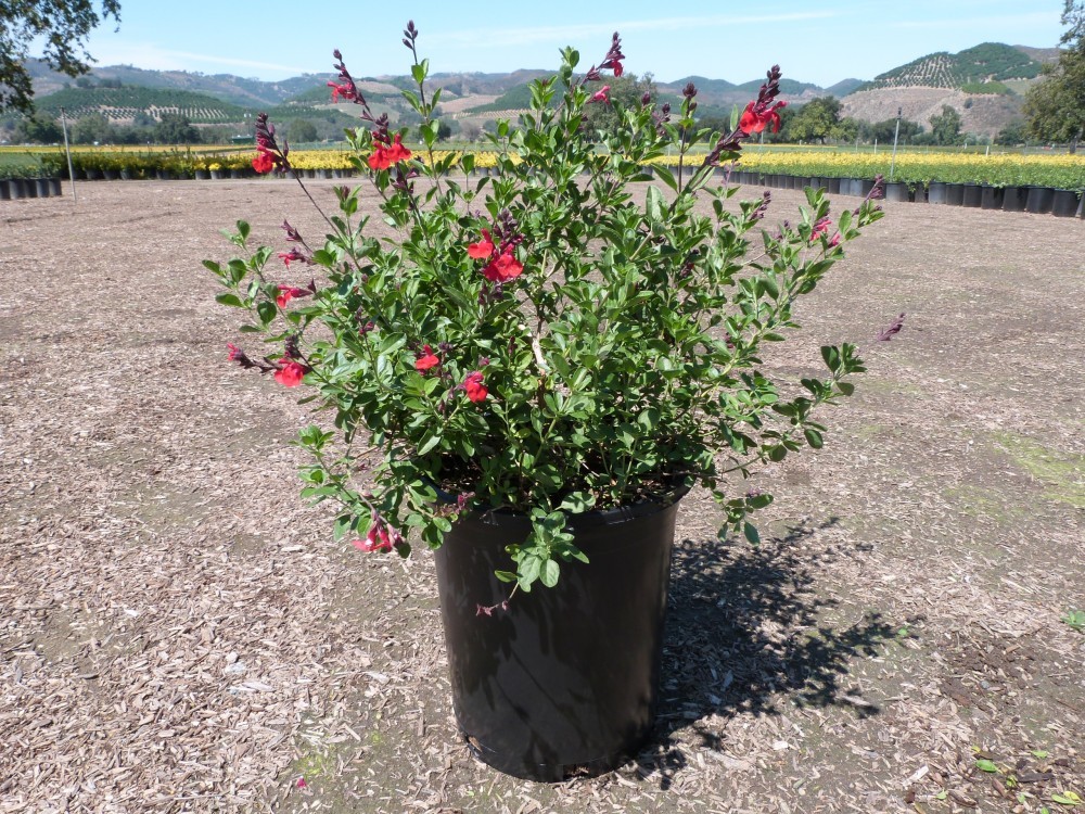 Live Autumn sage, Texas sage aka Salvia greggii Red Perennial Plant Fit ...