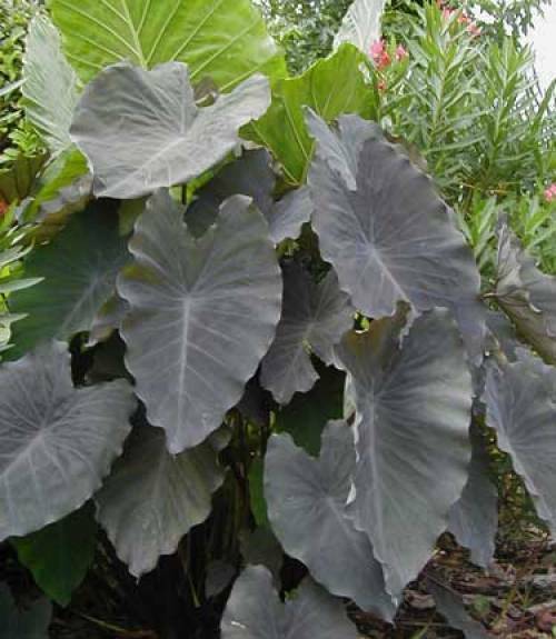 Black Ruffles Colocasia Esculenta Elephant Ears Cold Hardy Tropical