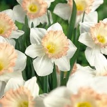 5 Daffodil Trumpet British Gamble Narcissus Trumpet Bulbs - $9.99