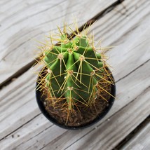 Live Cactus Plant -  Lemaireocereus Chende, Polaskia, 3" Succulent Houseplant image 3