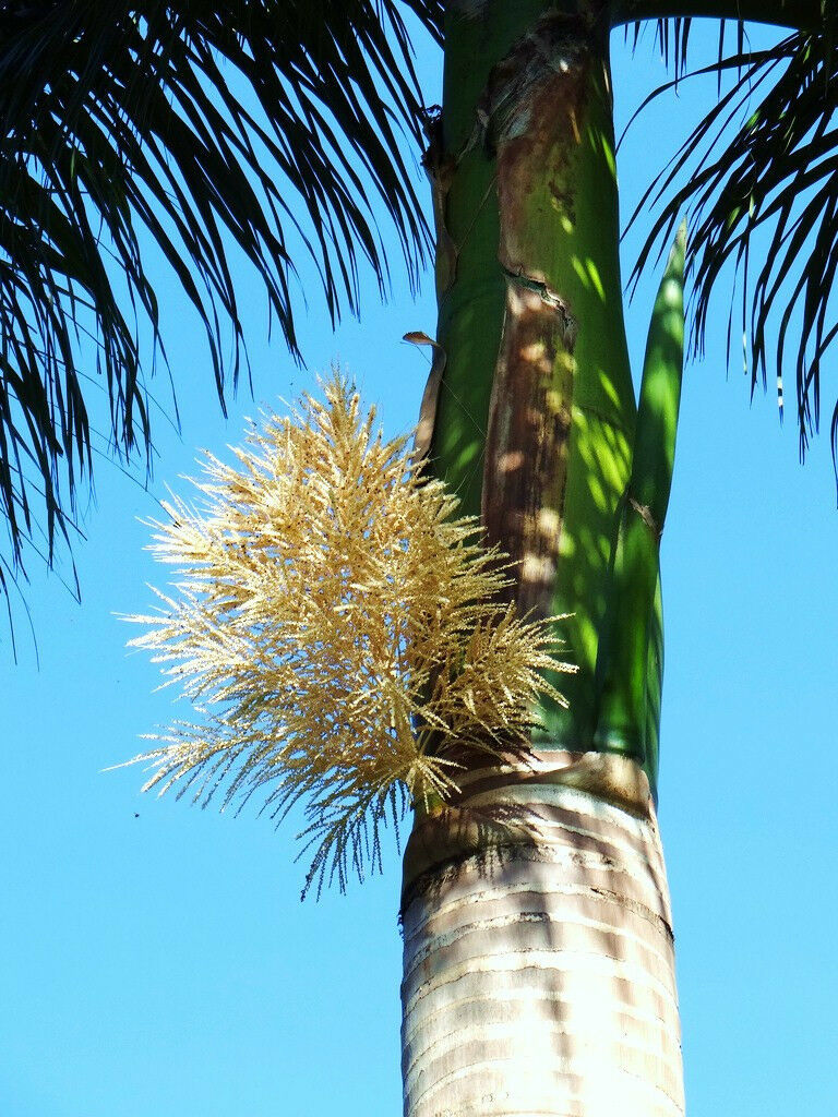 Roystonea Regia CUBAN ROYAL PALM tree ornamental palms home plant seed 50 seeds Plants & Seedlings