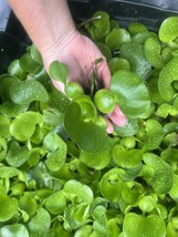 WEEKLY SALE (25) Water Hyacinth Koi Pond Floating Plants Algae Medium 3” Fish - $36.11