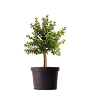 Dwarf Jade Tree  -  Live Plant in 6" Pot - About 11" Tall image 4