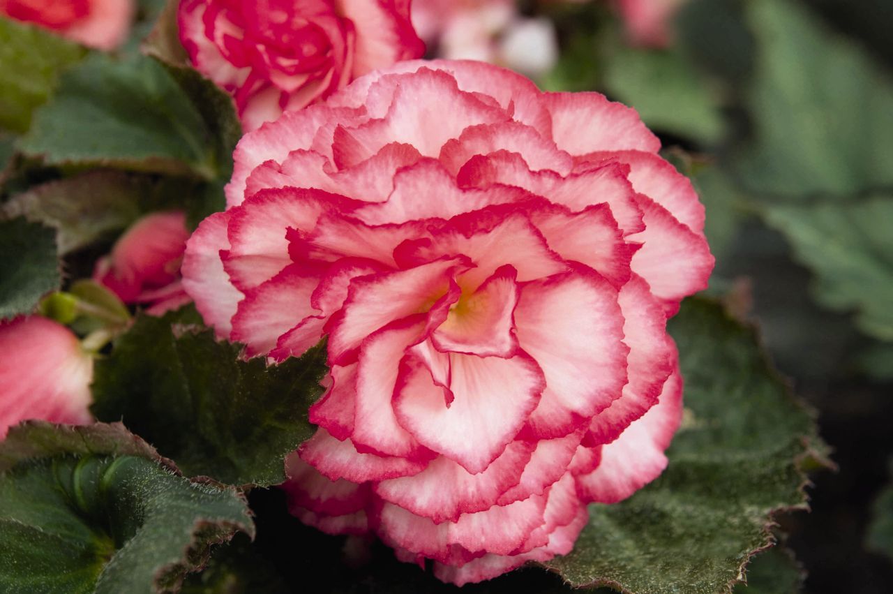 Begonia Tuberosa Rose Petticoat Non Stop and similar items
