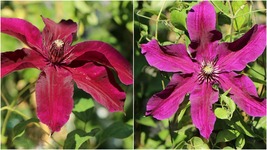 1 Clematis Huvi - Live Plant in a 4 Inch Growers Pot - Clematis 'Huvi' - $55.99