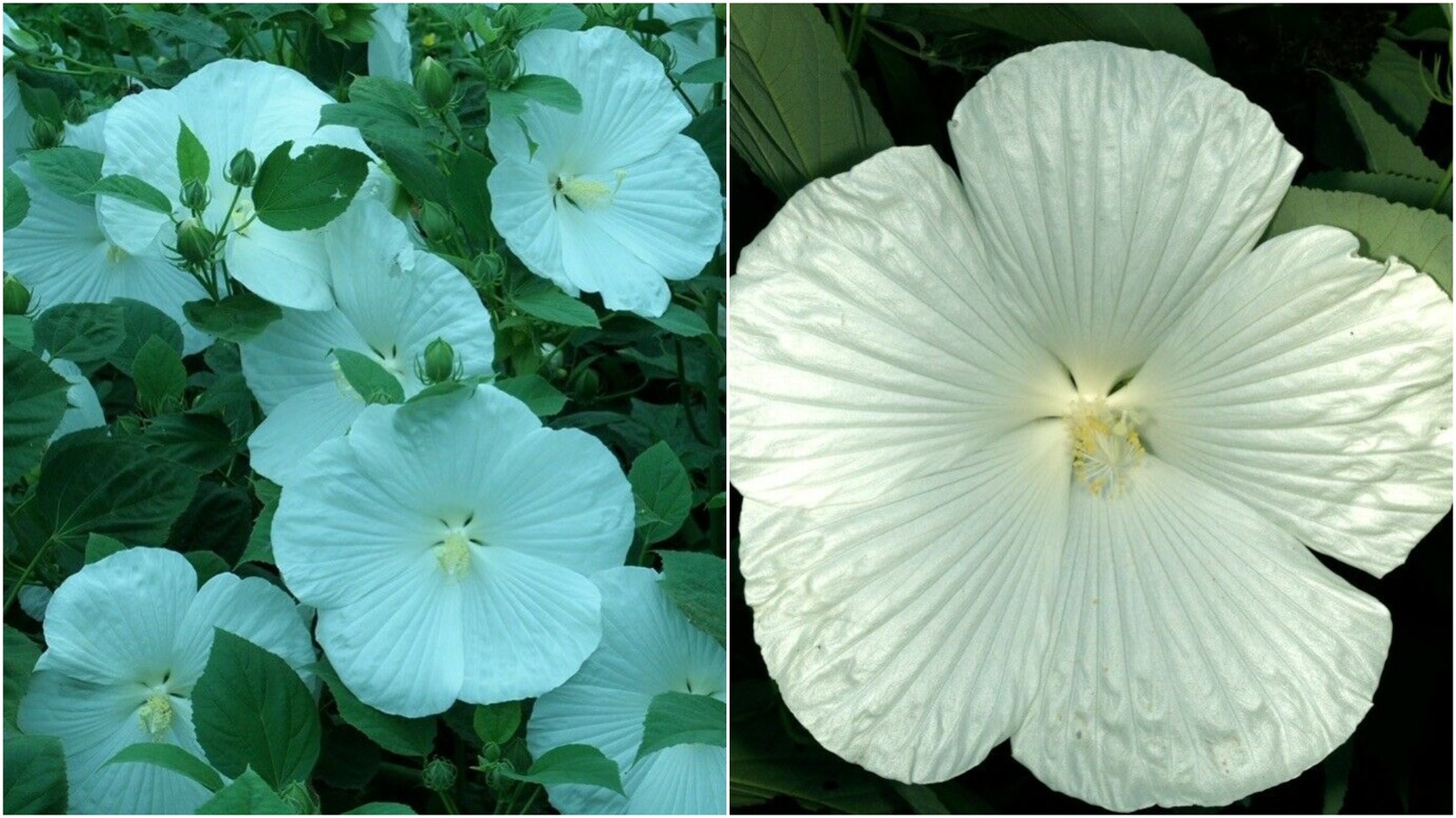 BLUE RIVER II Hardy Hibiscus – Plant in 4.5" pot - Plants & Seedlings