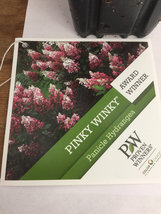 PINKY WINKY hydrangea PP#16166 image 3
