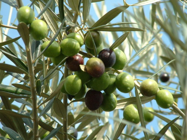 Live Plant Chemlali Olive Tree Live Plant - Olea europaea - Gardening ...