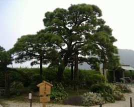 Pinus Thunbergii (Japanese Black Pine) 15 seeds - $1.49