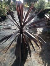 Red Sensation Hawaiian Ti Plant - Cordyline 30” Tall Easy to Grow House ... - $28.71