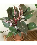 20 seeds Philodendron Erubescens - $14.80