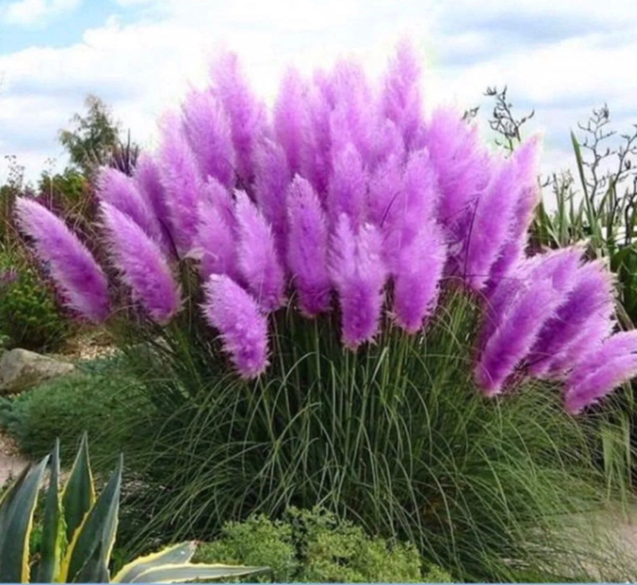 Primary image for 20 seeds Hybrid Purple Pampas Grass Cortaderia selloana, 100% real ornamental gr