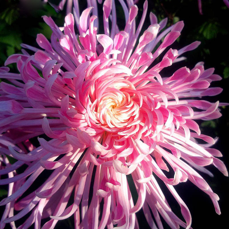 100 Pcs Rare Fireworks Pink Chrysanthemum Seeds Chrysanthemum