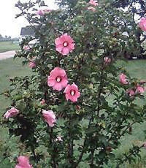 25 Heirloom Rose of sharon shrubs{Hibiscus } seeds
