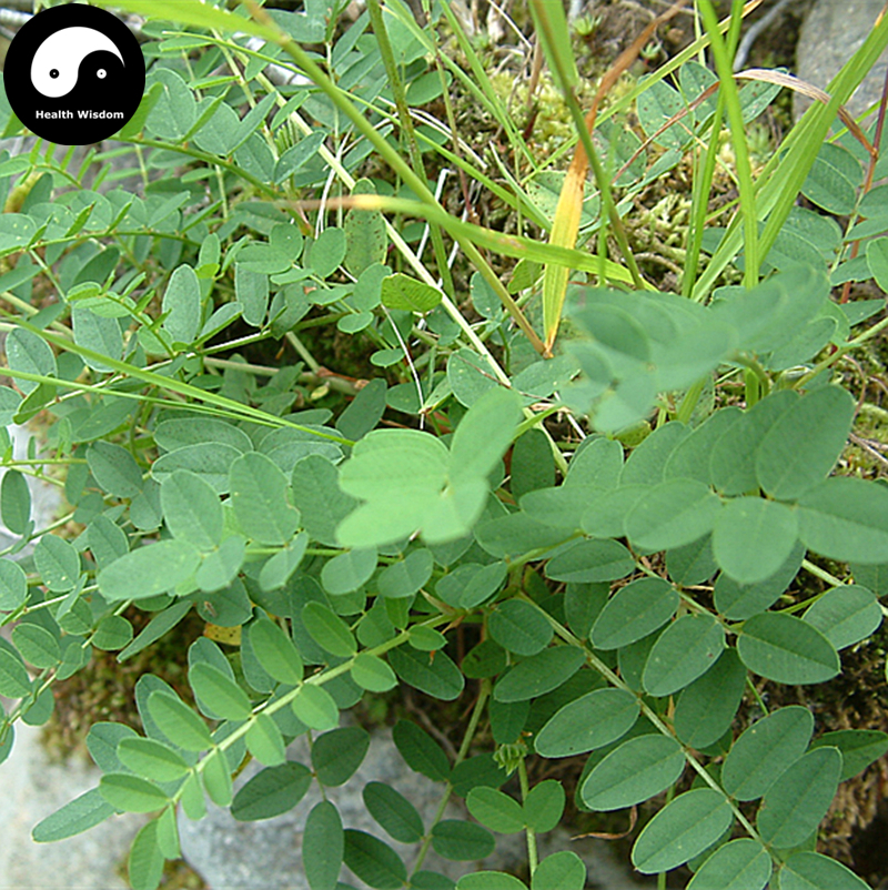 Buy Astragalus Seeds 100pcs Plant Medicinal Herb Radix Astragali For