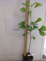 Ginkgo maidenhair tree image 2