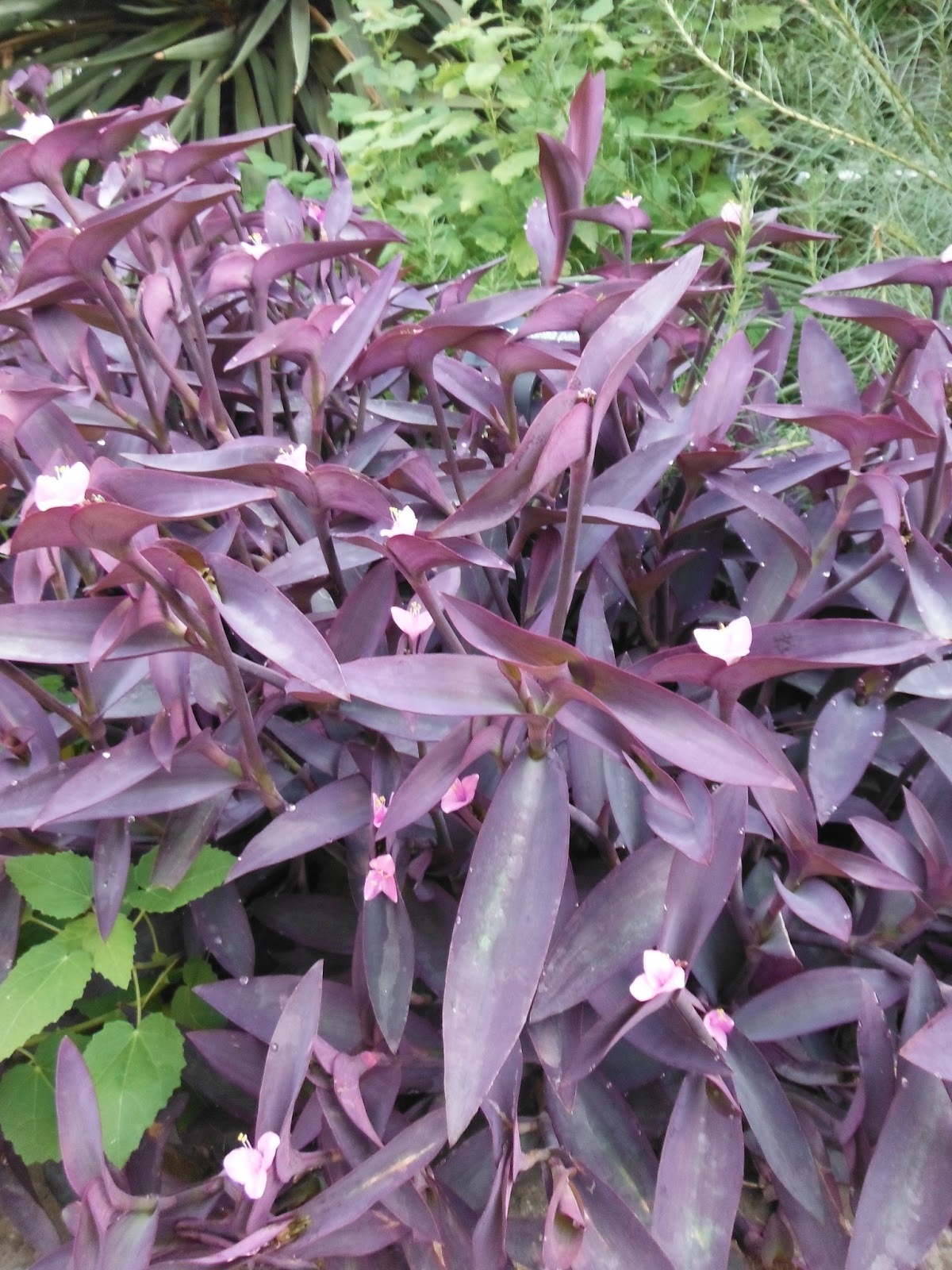 jew cuttings purple heart wandering tradescantia pallida purpurea