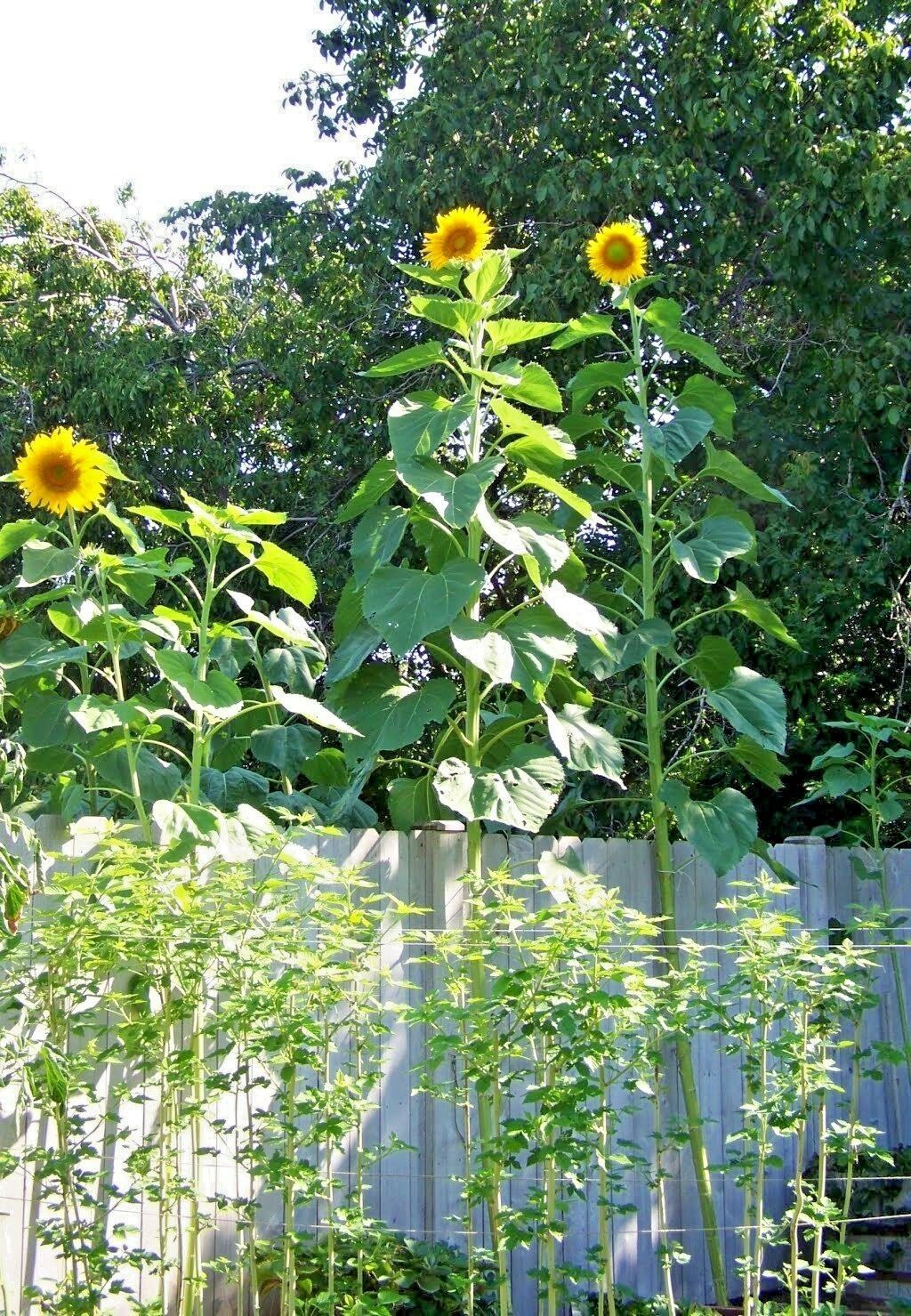 skyscraper sunflower skyscraper sunflower