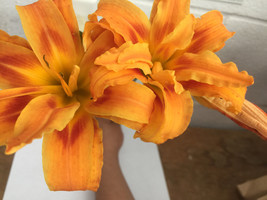 ORANGE DOUBLE BLOOM Daylily 3 fans/root systems image 1