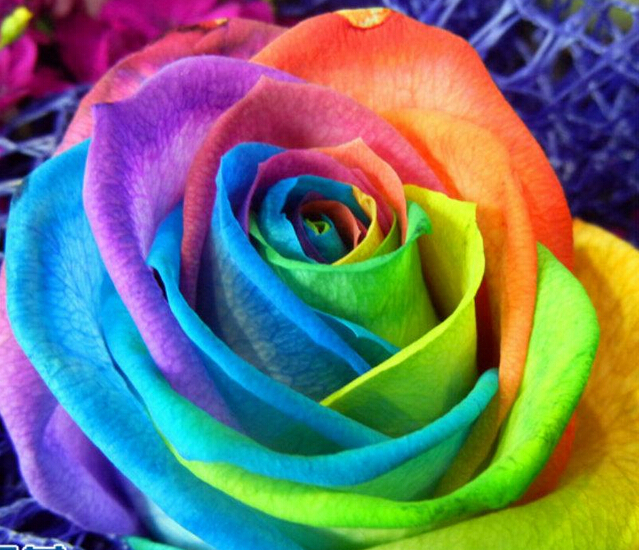 100 pcs Rare Holland Rainbow Rose Seeds Flower Home Garden in bonsai ...