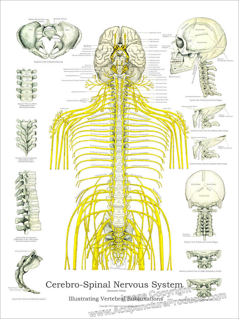 Vertebral Subluxation Spinal Nerves Poster 18 X 24 Chiropractic Chart