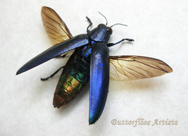 Metallic Violet Chrysochroa Fulminans Real Beetle Entomology Collectible Display - $58.99