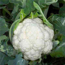 Denali Cauliflower Seed, Vegetable Seeds, Ship From US - $17.00