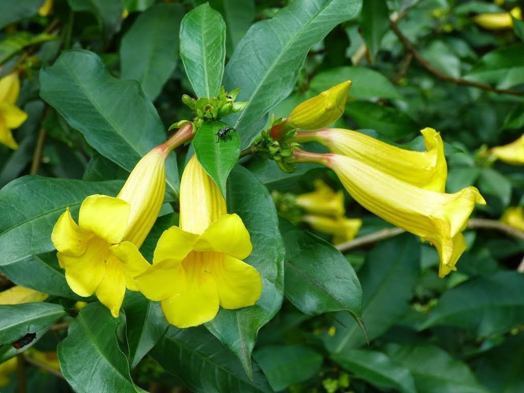 Allamanda Neriifolia rare golden trumpet shrub flowering bush vine seed ...