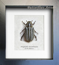 Ten Lined June Bug Polyphylla Decemlineata Real Beetle Entomology Shadowbox - $48.99
