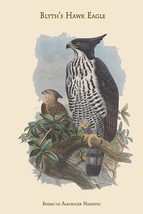 Spizaetus Alboniger Nisaetus - Blyth's Hawk Eagle 20 x 30 Poster - $25.98