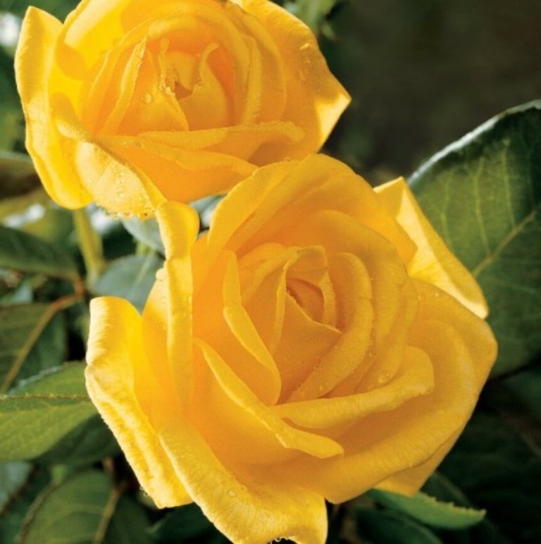 1 Live Plant 15 Yellow Rose Plant, Gold Glow Rose Plant Live For Planting - DL