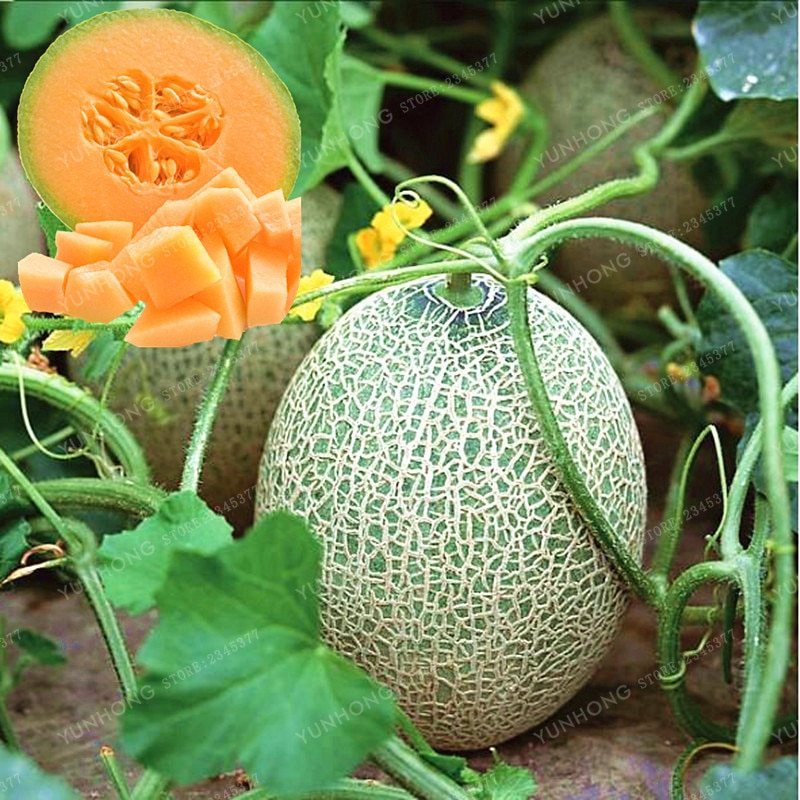 30 Particles/Bag Sweet Hami Melon Fruit Seeds Bonsai Good Taste