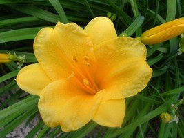 Stella de Oro Daylily 25 fans/root systems re-blooming yellow blooms image 1
