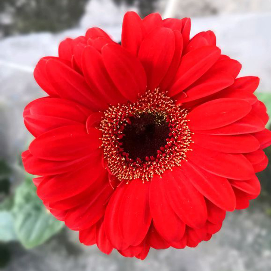 BEST PRICE 200 Seeds Gerbera Red African Daisy,DIY Decorative Plant