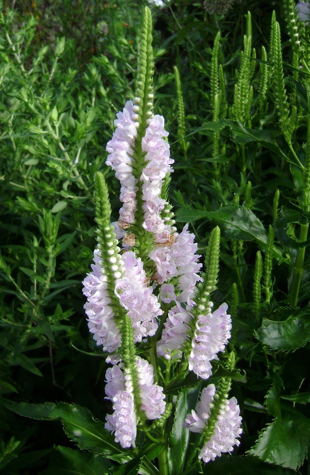 zebra plant yard garden outdoor living on Heirloom Seed 2 Pk Special Pink White Obedient Plant Seed False Dragonhead Yard Garden Outdoor Living Items Rigwelder Plants Seeds Bulbs
