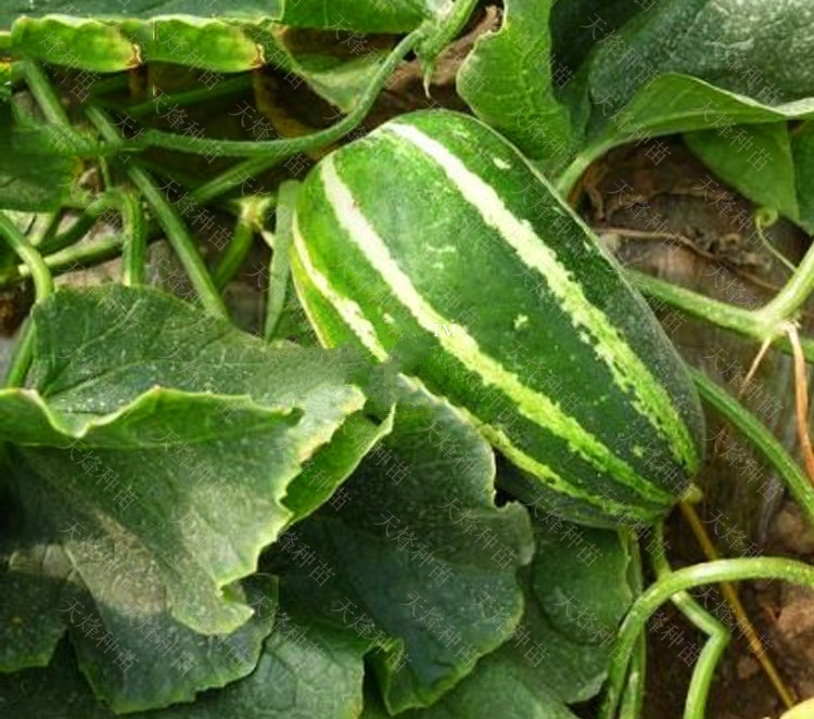 70 seed sweet melon orange inside green skin organic diy delicious