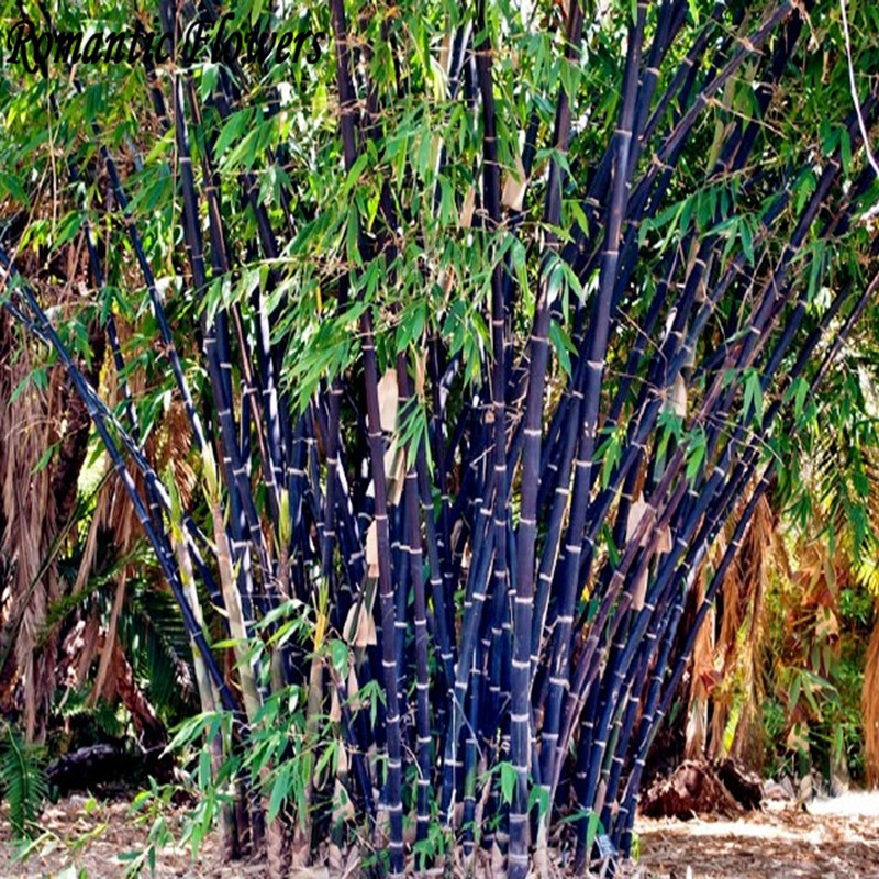 50 Seeds Rare Black Bamboo Seeds, Super Purple Stem Ornamental Garden ...