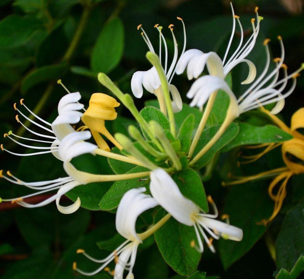 Japanese Honeysuckle 25 seeds Fragrant Low maintaince Fast Growing ...