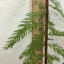 BALD CYPRESS TREE quart pot Taxodiun distichun image 6
