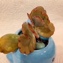 Whale Planter with Live Succulent and Glass Gems, Animal Succulent Planter image 7